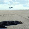Sunbathing Crocodile Shuts Down Runway At US Navy Airfield